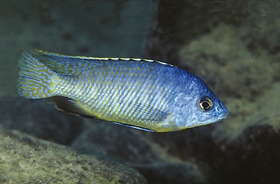 Protomelas taeniolatus 'Nkanda'